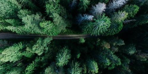 Trees and road